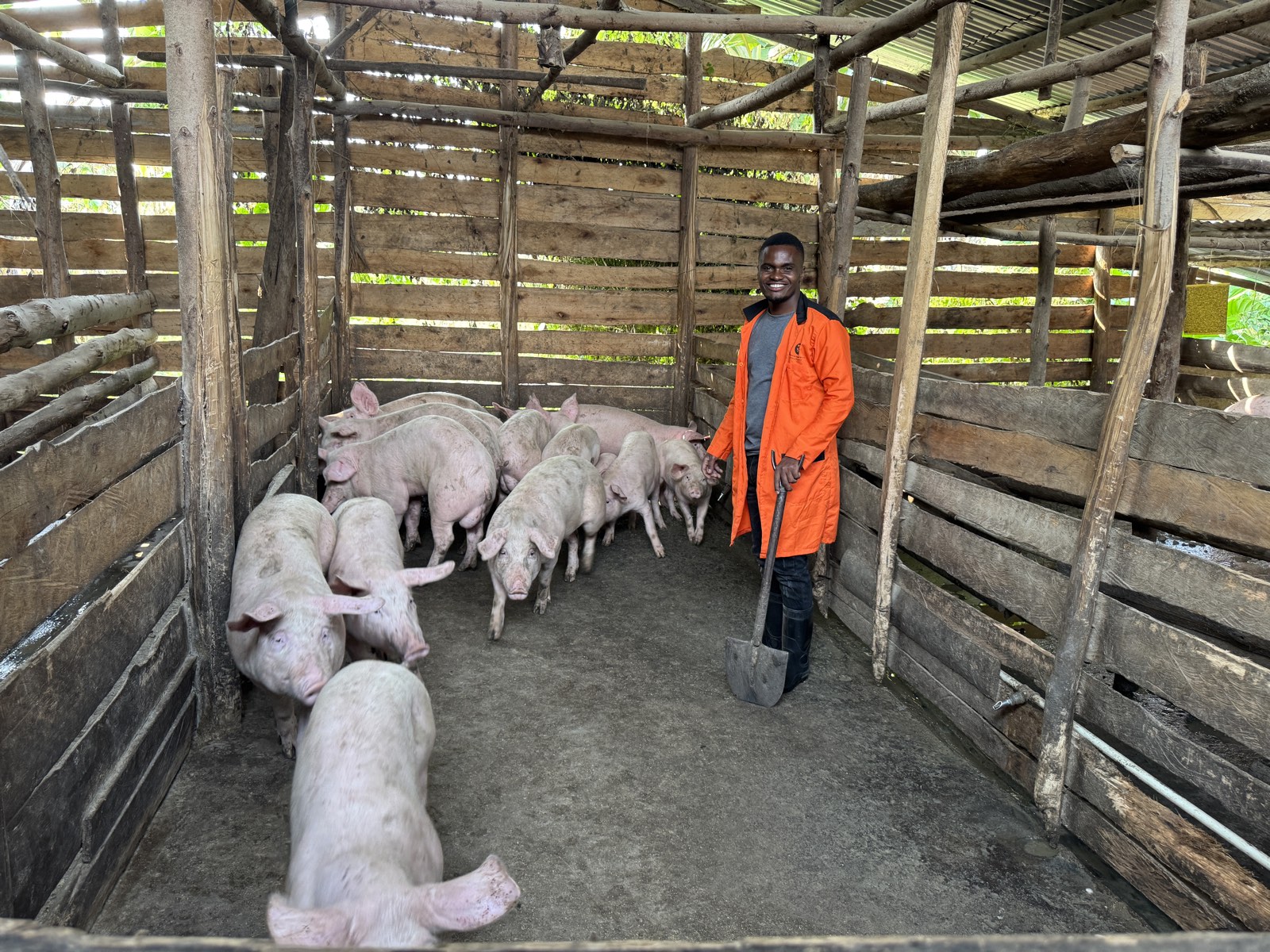 SIL Farms team member with pigs in a farm shelter